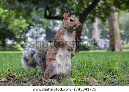 Squirrel of New York City