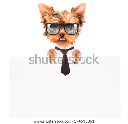 business dog holding empty banner isolated on white