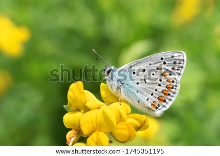Common Blue butterfly - polyommatus icarus. Little blue butterfly on wild flower Royalty-Free Stock Photo #1745351195