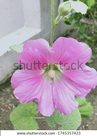 Beautiful pic of Hollyhock flower