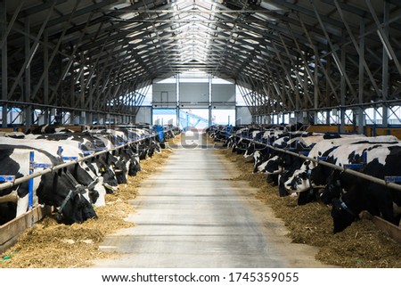 

dairy cows on a farm in the stall. Cows eat hay or grass. Cattle breeding for dairy and meat production. Agricultural farm. Livestock Royalty-Free Stock Photo #1745359055