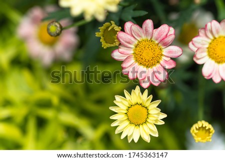 Beautiful marguerite flowers background material