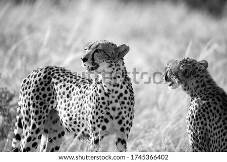 One cheetah couple sits in the grass and looks into the distance