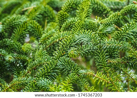 Fraser fir green foliage or Abies fraseri Royalty-Free Stock Photo #1745367203