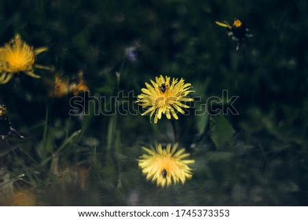 yellow dandelion flower with its mirror reflection on blurred dark green grass background. a fly sits on a flower. there are dandelions in the frame. Image with selective focus and toning