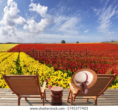 Magnificent flower carpet of multicolor garden buttercups - ranunculus. Wooden deckchairs and a table for relaxing. Elegant women's hat hung on a chair. The concept of botanical tourism