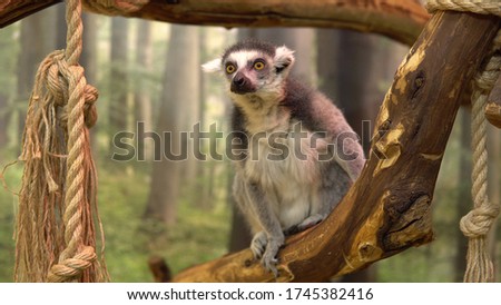 Ring-tailed lemur Sits on a branch and looks. Lemur tropical animal