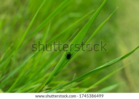 green grass and beetle for the background of your monitor