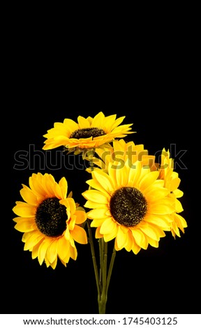 Artificial sun flower isolated black background