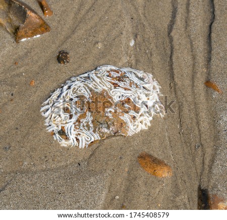 A twisted tangled mass of white calcareous marine annelid worm tubes covering a beach pebble. Serpulidae tunnel shells form an abstract winding pattern of calcium carbonate in the surrounding sand. Royalty-Free Stock Photo #1745408579