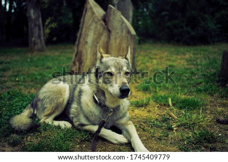 Tamaskan dog relaxing on grass,cut tree on the background
