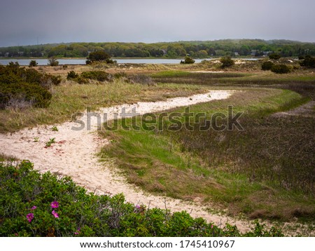 Seascape with sandy footpath in the marshland with rose hip field