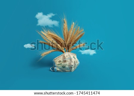 The concept of the agricultural crisis during the virus and quarantine. Pictured, medical mask, ears of wheat, dollars