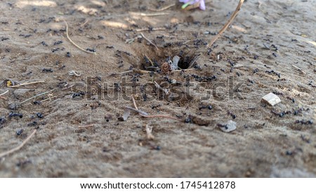Ants making a mud house in the ground, insect