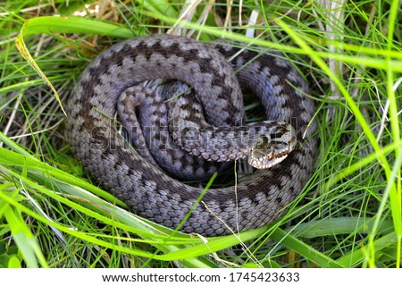 Vipera berus, also known as the common European viper, is a venomous snake that is extremely widespread and can be found throughout most of Western Europe and as far as East Asia. Royalty-Free Stock Photo #1745423633