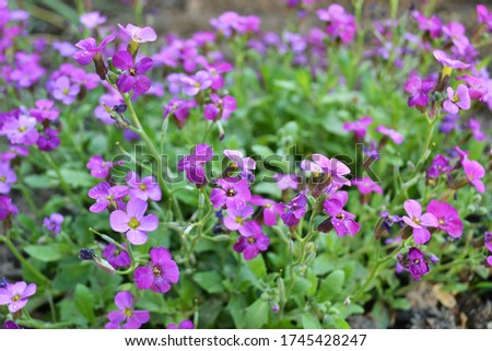 A carpet of purple little flowers as a background. Aubrieta.