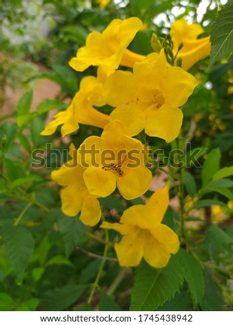 Picture of yellow flowers and insects
