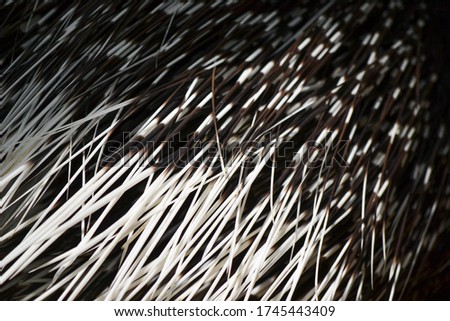 The spines of a porcupine 