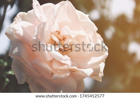Soft focus Pink rose with morning light on blurred background