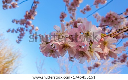 Pink Cherry blossom  in spring in German Heilbronn