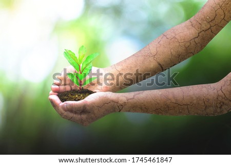 Human Hands Holding Green Plant Over Nature Background. Environment. Ecology Concept. HD Image and Large Resolution. can be used as wallpaper and background.