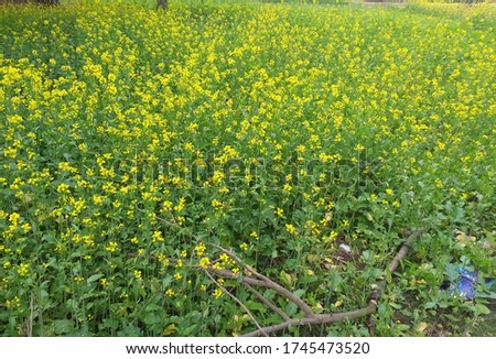 This is the picture of mustard plant. It has yellow color of flowers. 