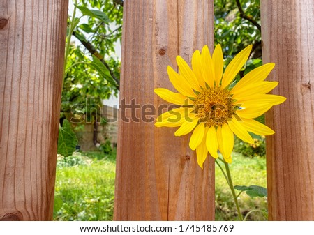 Sunflower flower through the garden fence
