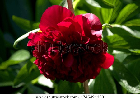 Full frame image of a red peony flower.
