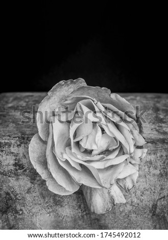 low key monochrome rose blossom with rain droplets on a gray concrete stone, single isolated bloom in vintage painting style with detailed texture on black background