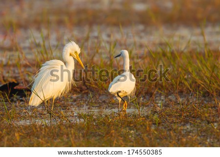 Intermediate Egret(Mesophoyx intermedia ) walking with morning light 