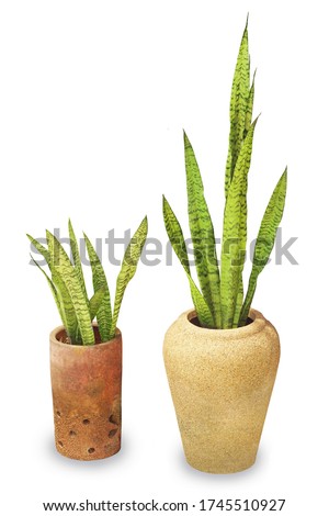 Sansevieria or snake plant in pot isolated on white background, Use for visualization in architectural design