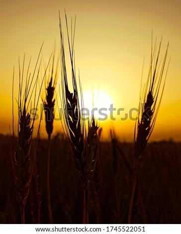 Capture the beauty of nature with this stunning photo of a sunset over a field of wheat. This image is perfect for projects related to agriculture, rural life, or environmental themes.