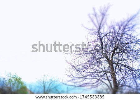 Banner of nature background with copyspace. Wallpaper pattern. Mistical park. Landscape surreal panorama