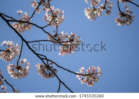 Beautiful sakura flower (cherry blossom) on blue sky.