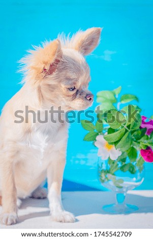 Red-haired chihuahua puppy close-up. Bouquet of rose hips in a glass goblet. On a blue background. Pastel shades. Selective focus