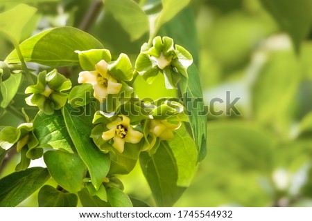 Branch flowers and leaves of persimmon (diospyros) kaki fruit in the garden. Royalty-Free Stock Photo #1745544932