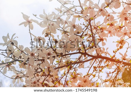 White magnolia blooming in spring. Natural background. High quality photo