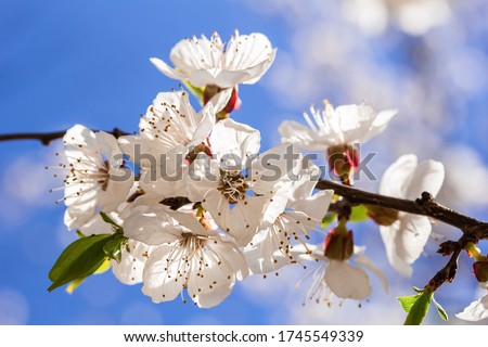 Apricot blossom in april on a transparent spring day in bright sunlight. High quality photo Royalty-Free Stock Photo #1745549339