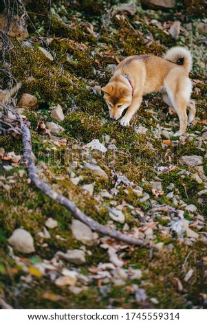 Shiba Inu dog of bright red color against a background of mountain moss