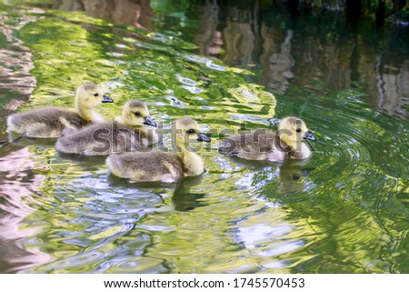 four Baby geese in a Pond 