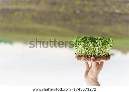 Microgreen of sunflower seeds in hands. creative upside down photo. Idea for healthy vegan green microgreen advert. Vegeterian food delivery service. Empty left side for text of advert