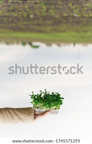 Microgreen of sunflower seeds in hands. creative upside down photo. Idea for healthy vegan green microgreen advert. Vegeterian food delivery service.