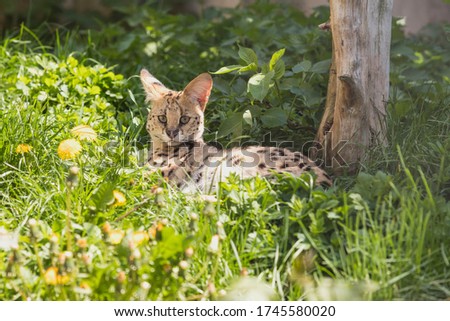 Serval - lies in the green grass near the tree and observes its surroundings. He has erect ears and a direct view.
