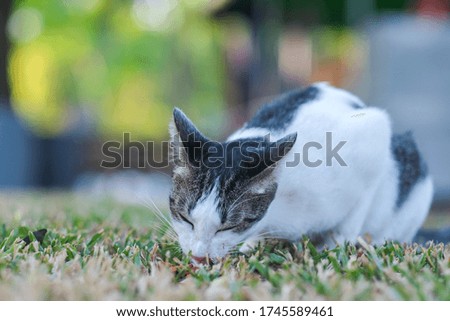 A cute cat in backyard garden and bokeh backgrounds 