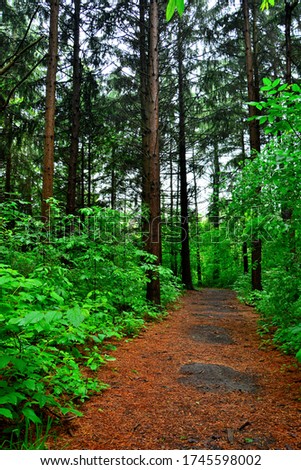 Lush Wisconsin Forest Area with wet walkways during light rain accentuating and highlighting springtime foilage colors in the morning with tall tree trunks and bright greens aligning the foot path.