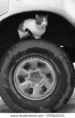 Homeless cat on a car wheel
