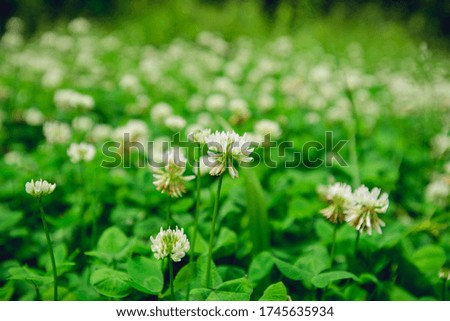 A field of white clover flowers in bloom