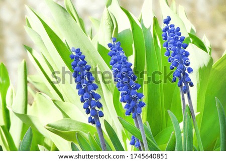 Blue muscari flowers or mouse hyacinth in spring. Selective focus. High resolution photo.