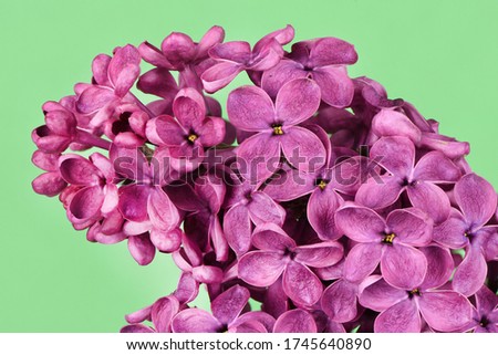 Macro image of spring lilac violet flowers, abstract floral background. High resolution photo. Full depth of field.