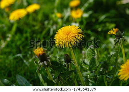 Yellow flowers of dandelions in green backgrounds. Spring and summer background. Royalty-Free Stock Photo #1745641379